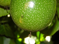 Holhymenia histrio