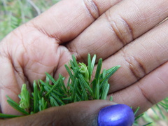 Abies balsamea image