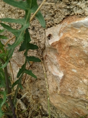 Ronisia brutia
