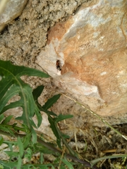 Ronisia brutia