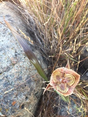 Calochortus tiburonensis