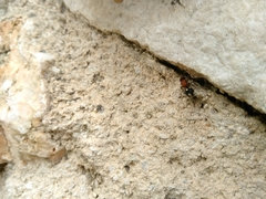 Ronisia brutia