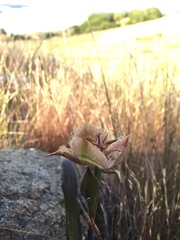Calochortus tiburonensis