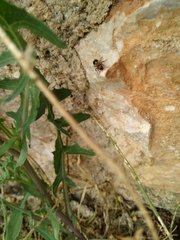 Ronisia brutia