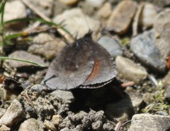 Erebia discoidalis
