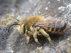 Megachile leachella