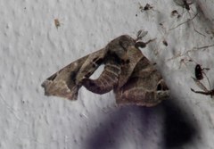 Apatelodes pudefacta