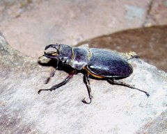 Lucanus barbarossa