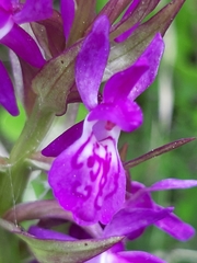 Dactylorhiza traunsteineri