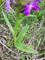 Dactylorhiza traunsteineri