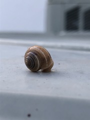 Gastropoda