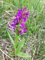 Dactylorhiza traunsteineri