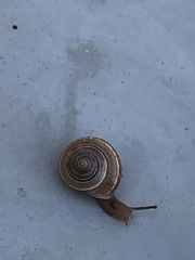Gastropoda