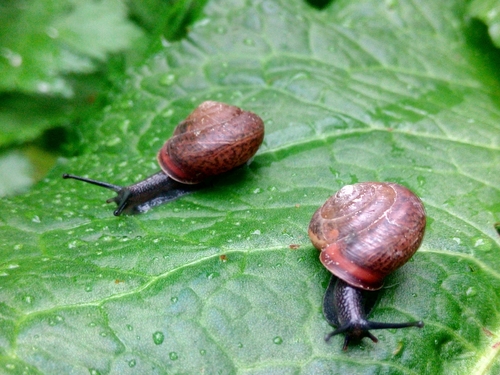 Crvenkasti zrnavac (Perforatella incarnata)