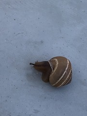 Gastropoda