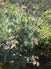 Eriodictyon traskiae smithii