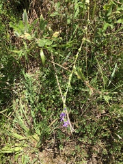 Triodanis lamprosperma