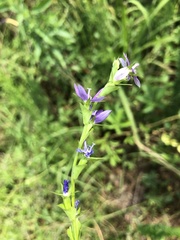 Triodanis lamprosperma