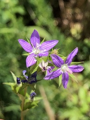 Triodanis lamprosperma