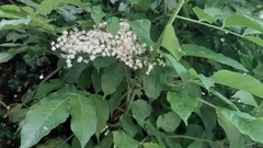 Sambucus nigra