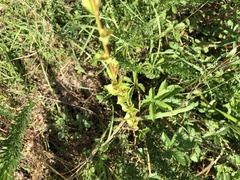 Triodanis lamprosperma