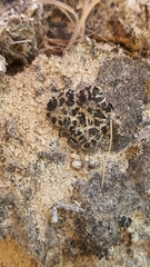 Enchylium tenax