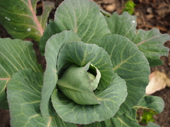Brassica oleracea capitata