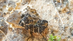 Enchylium tenax