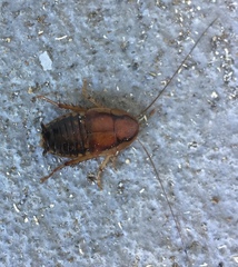 Celatoblatta undulivitta