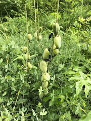 Baptisia australis aberrans