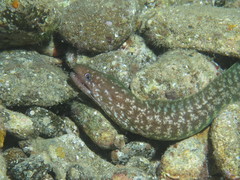 Gymnothorax chilospilus