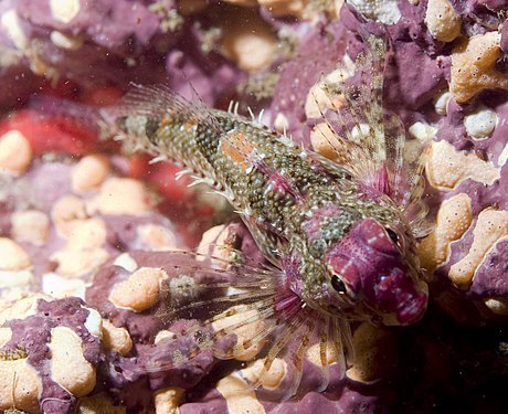 Orthonopias