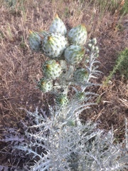 Onopordum illyricum illyricum