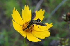 Lepidophora lepidocera