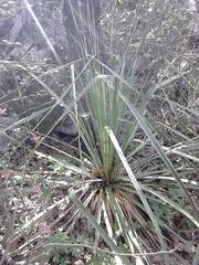 Dasylirion berlandieri