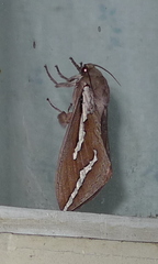 Abantiades latipennis