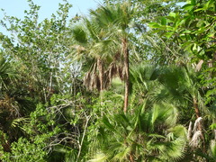 Acoelorraphe wrightii