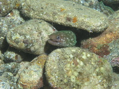 Gymnothorax chilospilus