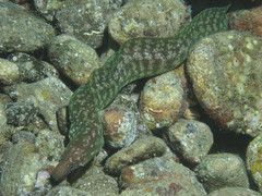 Gymnothorax chilospilus