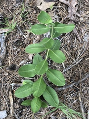 Asclepias viridiflora