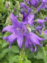 Campanula trachelium