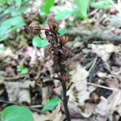 Monotropa hypopitys hypophegea