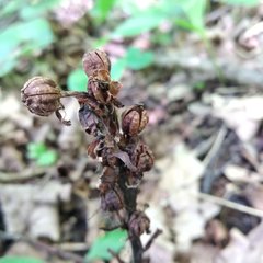 Monotropa hypopitys hypophegea