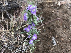 Phacelia linearis