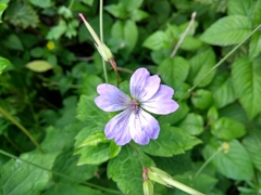 Geranium