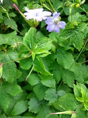Geranium