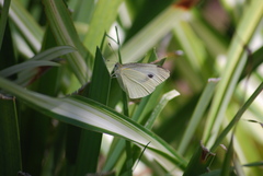 Pieris rapae
