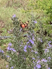 Heraclia africana