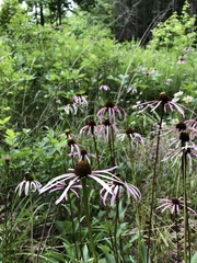 Echinacea laevigata