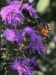 Liatris ligulistylis